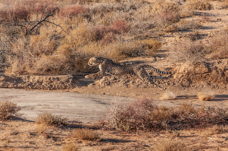 Inverdoorn Cheetah Run