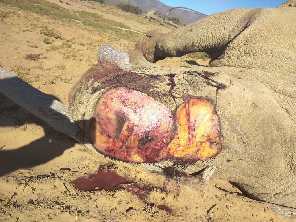 Rhino Incident 5