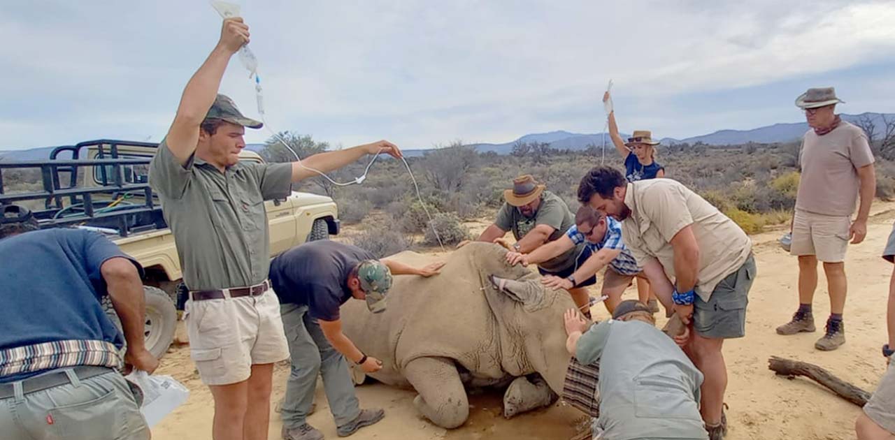 Surviving rhino darted and assessed
